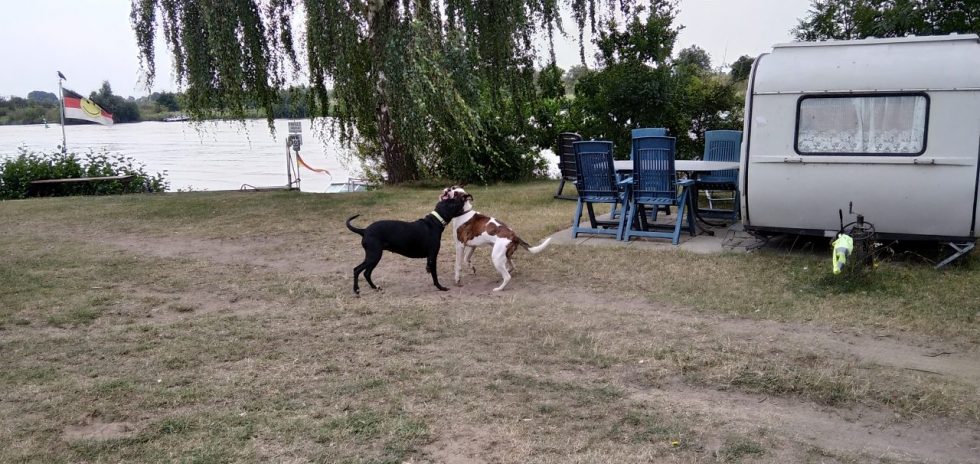 WeserCampingBollen Campingurlaub an der Weser